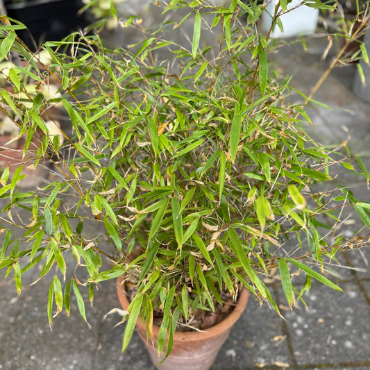 Bambus (Fargesia) i terrakottakrukke – 130 cm høj Second Hand Plante