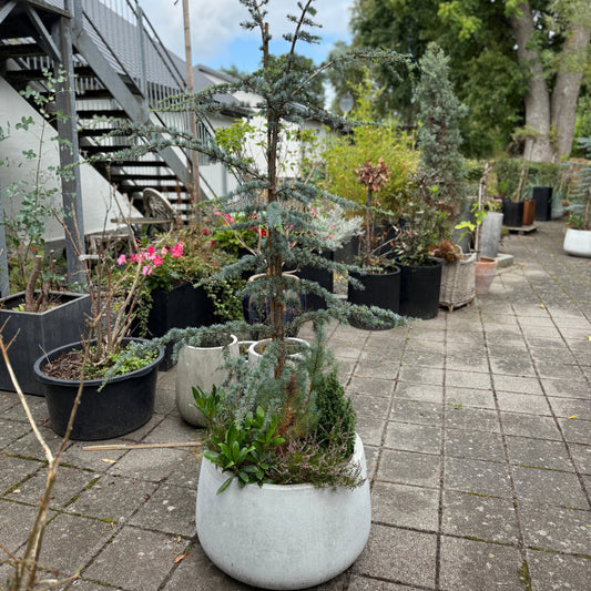 Blå Ceder træ (Cedrus atlantica 'Glauca') m. bundplanter i cementkrukke – 210 cm høj Second Hand Plante