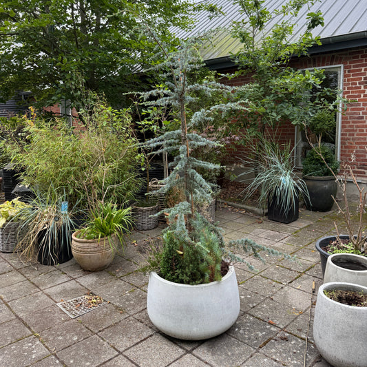 Blå Ceder træ (Cedrus atlantica 'Glauca') m. bundplanter i cementkrukke – 210 cm høj Second Hand Plante