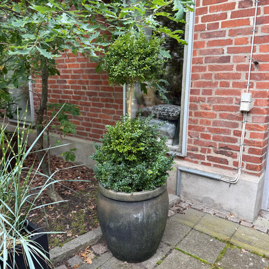 Buksbom (Buxus sempervirens) dobbeltkugle i krukke – 150 cm høj Second Hand Plante