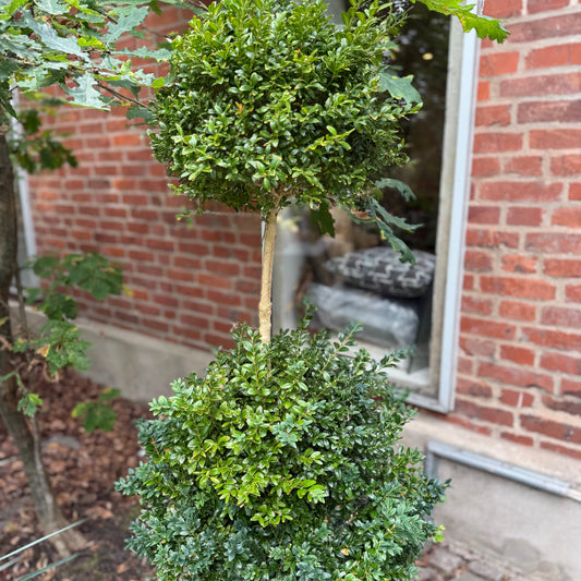 Buksbom (Buxus sempervirens) dobbeltkugle i krukke – 150 cm høj Second Hand Plante