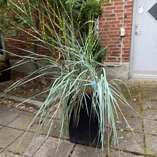 Prydgræsser i sort krukke – 160 cm høje Second Hand Planter