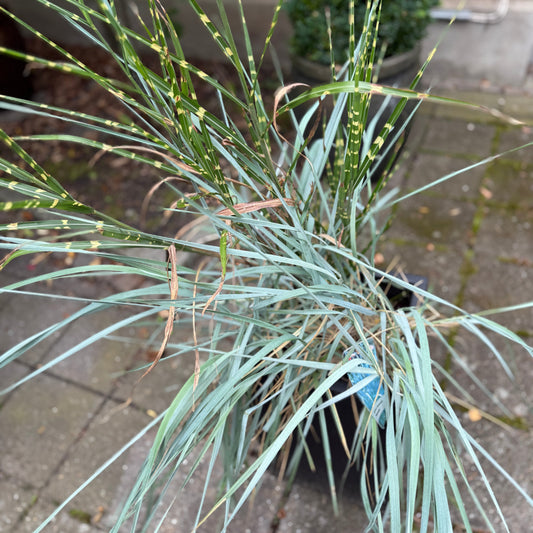 Prydgræsser i sort krukke – 160 cm høje Second Hand Planter