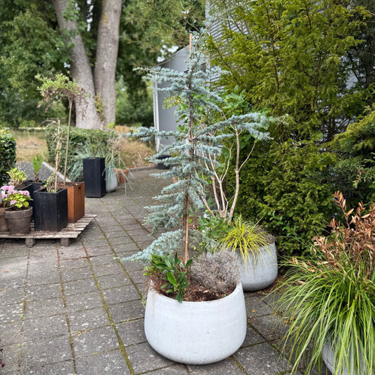 Blå Cedertræ (Cedrus atlantica 'Glauca') i cementkrukke – 200 cm høj Second Hand Plante