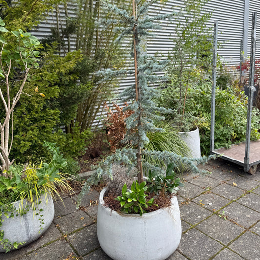 Blå Cedertræ (Cedrus atlantica 'Glauca') i cementkrukke – 200 cm høj Second Hand Plante