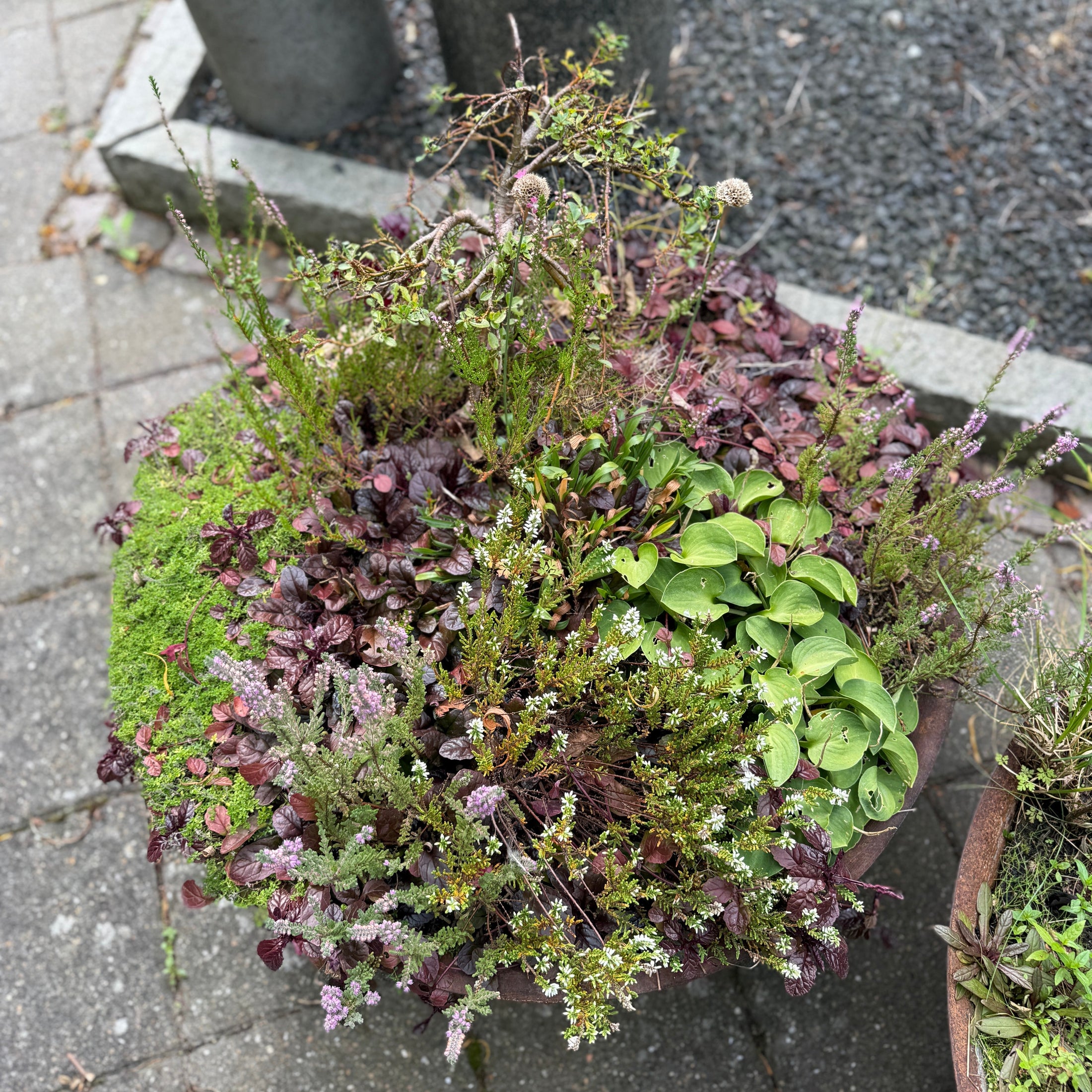 Blandingskrukke med lyng, ajuga, hosta og mos – 70 cm høj Second Hand Plante