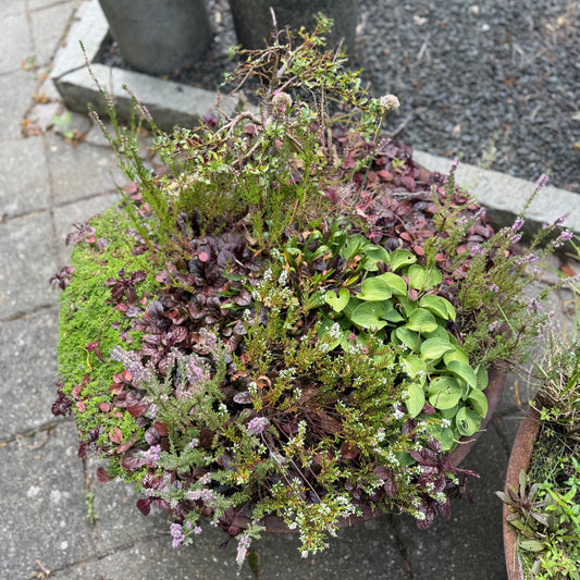 Blandingskrukke med lyng, ajuga, hosta og mos – 70 cm høj Second Hand Plante