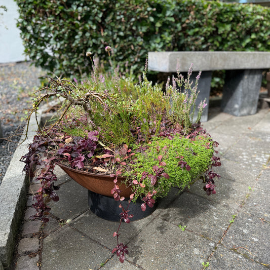 Blandingskrukke med lyng, ajuga, hosta og mos – 70 cm høj Second Hand Plante