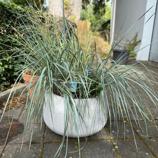 Prydsgræs i hvid cementkrukke – 80 cm høj