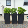 Indlæs billede i gallerivisning, Hortensia i sorte høje krukker – 120 cm
