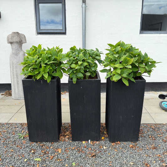 Hortensia i sorte høje krukker – 120 cm