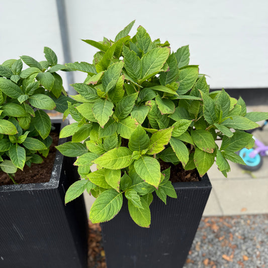 Hortensia i sorte høje krukker – 120 cm