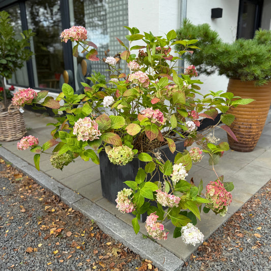 Hortensia (Hydrangea macrophylla) i sort plastkrukke – 130 cm høj