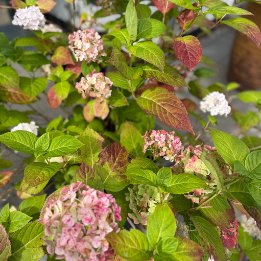 Hortensia (Hydrangea macrophylla) i sort plastkrukke – 130 cm høj