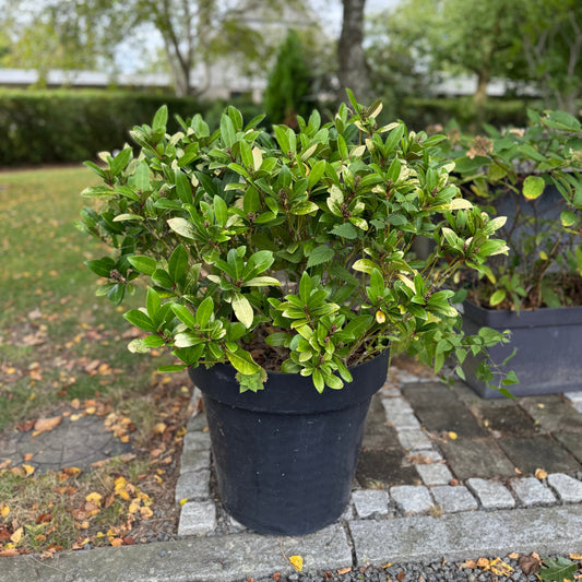 Lauerbærkirsebær (Prunus laurocerasus) i sort plastkrukke – 100 cm høj