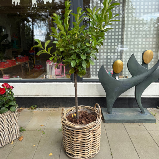 Opstammet Lauerbærkirsebær (Prunus laurocerasus) i fletkurv – 170 cm høj