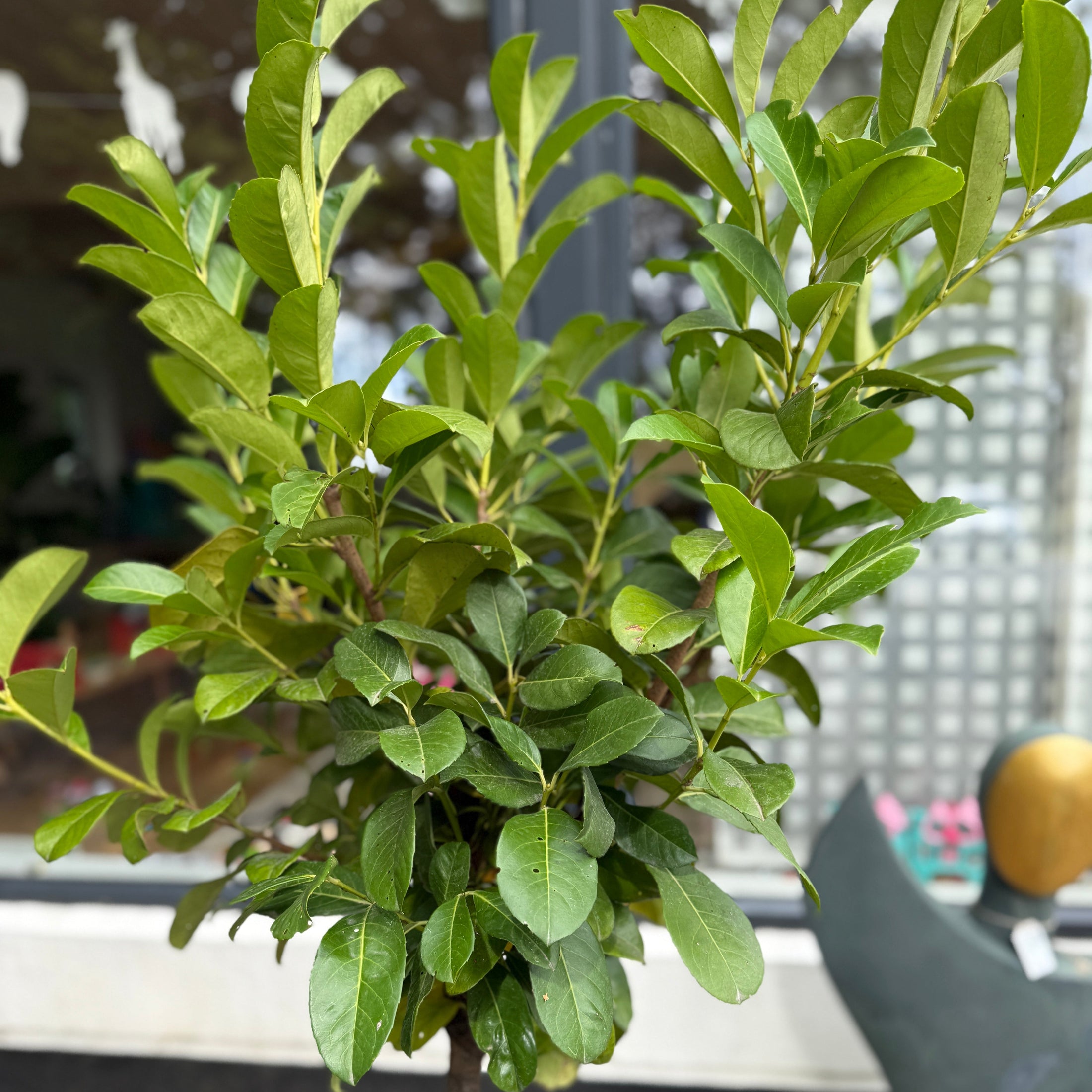 Opstammet Lauerbærkirsebær (Prunus laurocerasus) i fletkurv – 170 cm høj