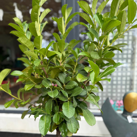 Opstammet Lauerbærkirsebær (Prunus laurocerasus) i fletkurv – 170 cm høj