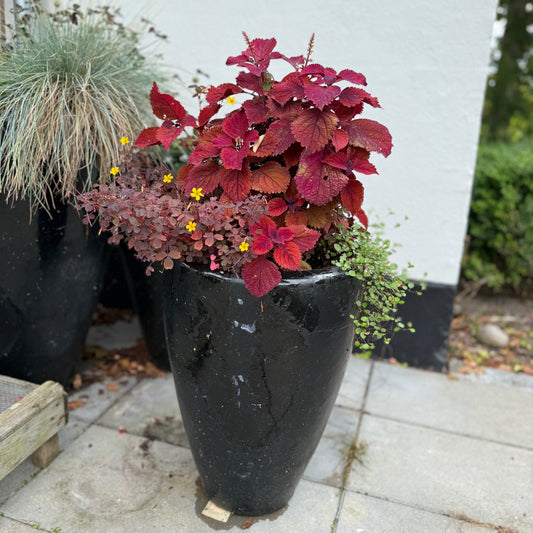 Paletblad (Coleus) blandingskrukke i sort højglanskrukke – 90 cm høj