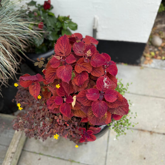 Paletblad (Coleus) blandingskrukke i sort højglanskrukke – 90 cm høj