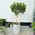 Indlæs billede i gallerivisning, Lantana Camara (Ildtorn) opstammet i cementkrukke – 140 cm høj
