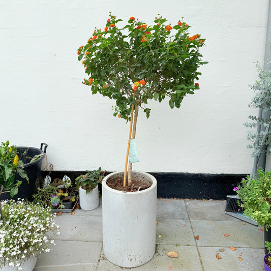 Lantana Camara (Ildtorn) opstammet i cementkrukke – 140 cm høj