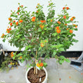 Indlæs billede i gallerivisning, Lantana Camara (Ildtorn) opstammet i cementkrukke – 140 cm høj
