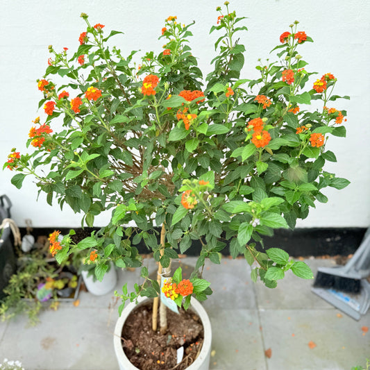 Lantana Camara (Ildtorn) opstammet i cementkrukke – 140 cm høj