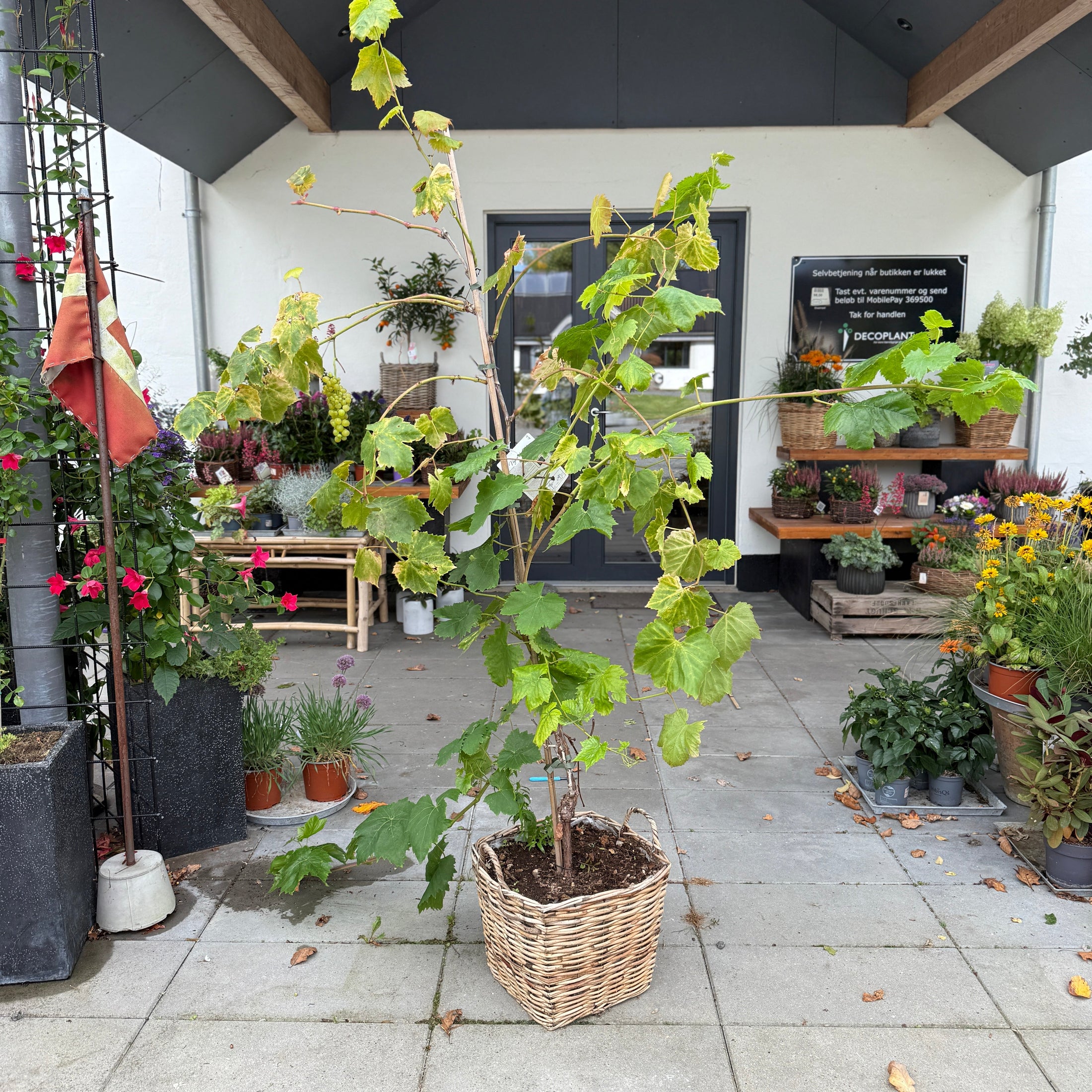 Vinplante (Vitis vinifera) i fletkurv – 200 cm høj