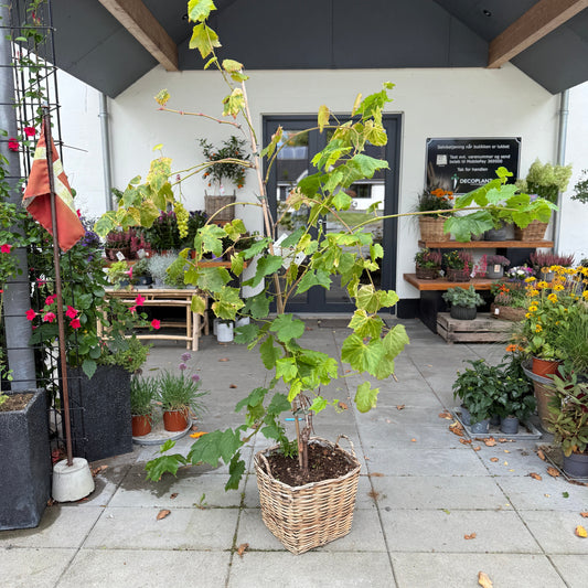 Vinplante (Vitis vinifera) i fletkurv – 200 cm høj