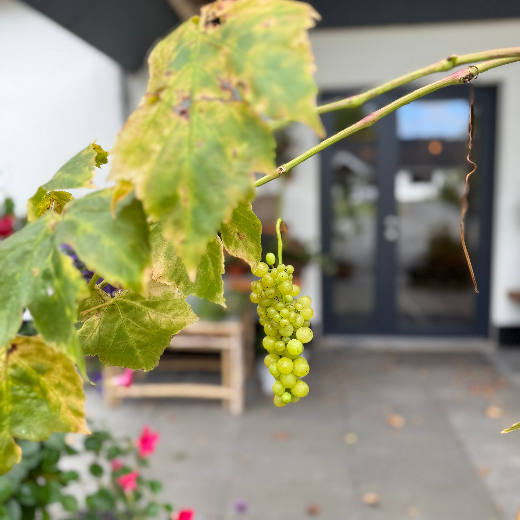 Vinplante (Vitis vinifera) i fletkurv – 200 cm høj