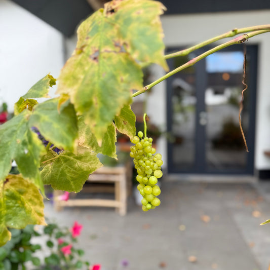 Vinplante (Vitis vinifera) i fletkurv – 200 cm høj