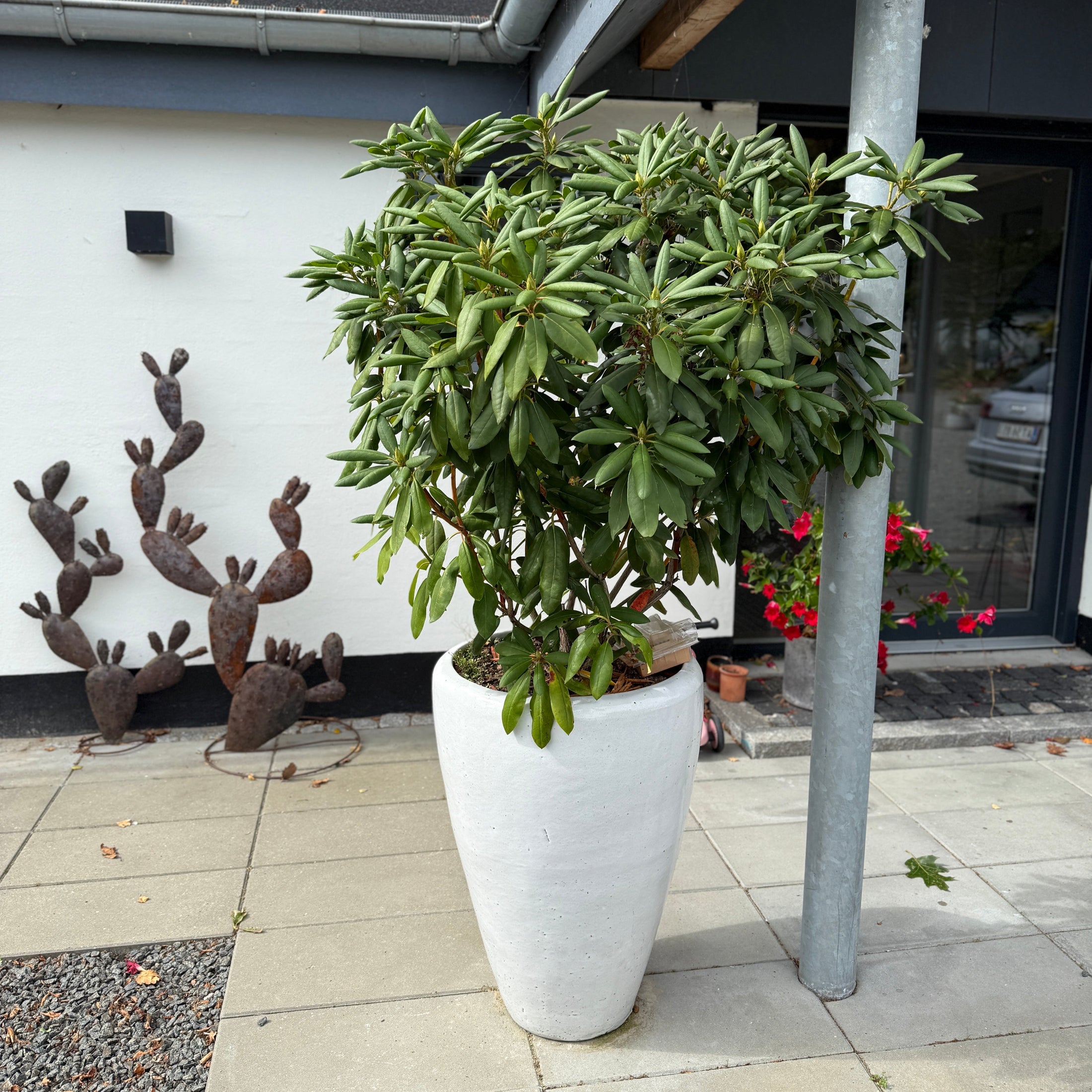 Rhododendron i høj hvid krukke – 180 cm høj