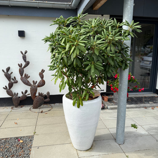 Rhododendron i høj hvid krukke – 180 cm høj