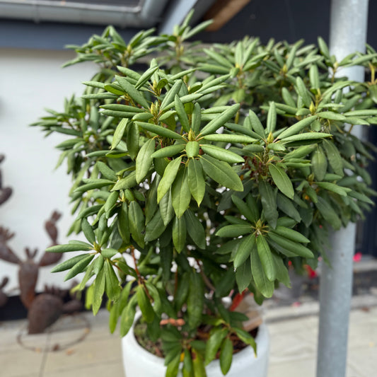 Rhododendron i høj hvid krukke – 180 cm høj