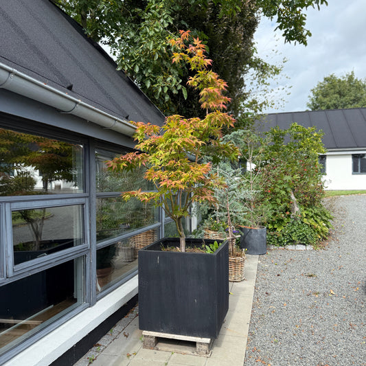 Bonsai Japansk Ahorn (Acer palmatum) i sort plantekasse – 280 cm høj