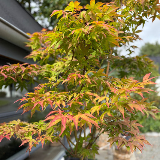 Bonsai Japansk Ahorn (Acer palmatum) i sort plantekasse – 280 cm høj