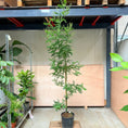 Indlæs billede i gallerivisning, Mimosa dealbata (Sølv-Akazie) – 180 cm høj
