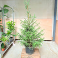 Indlæs billede i gallerivisning, Rødgran (Picea abies) – 200 cm højt
