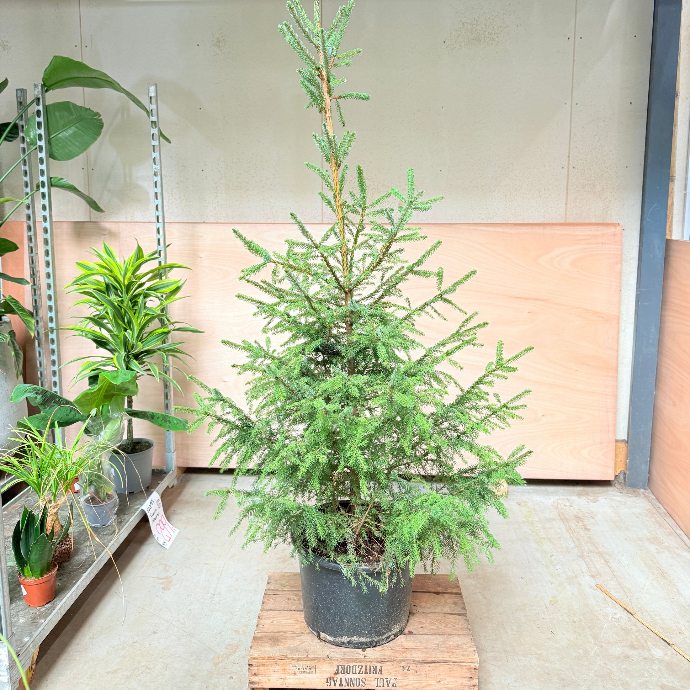 Rødgran (Picea abies) – 200 cm højt