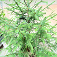 Indlæs billede i gallerivisning, Rødgran (Picea abies) – 200 cm højt
