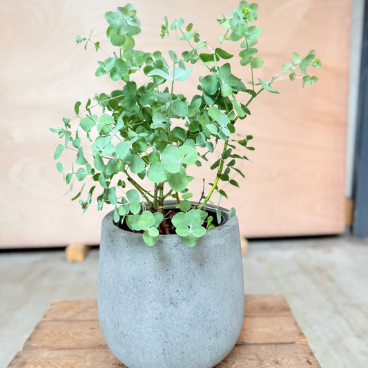 Eucalyptus (Eucalyptus gunnii) i plastpotte – 45 cm høj