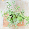Indlæs billede i gallerivisning, Eucalyptus (Eucalyptus gunnii) i plastpotte – 45 cm høj
