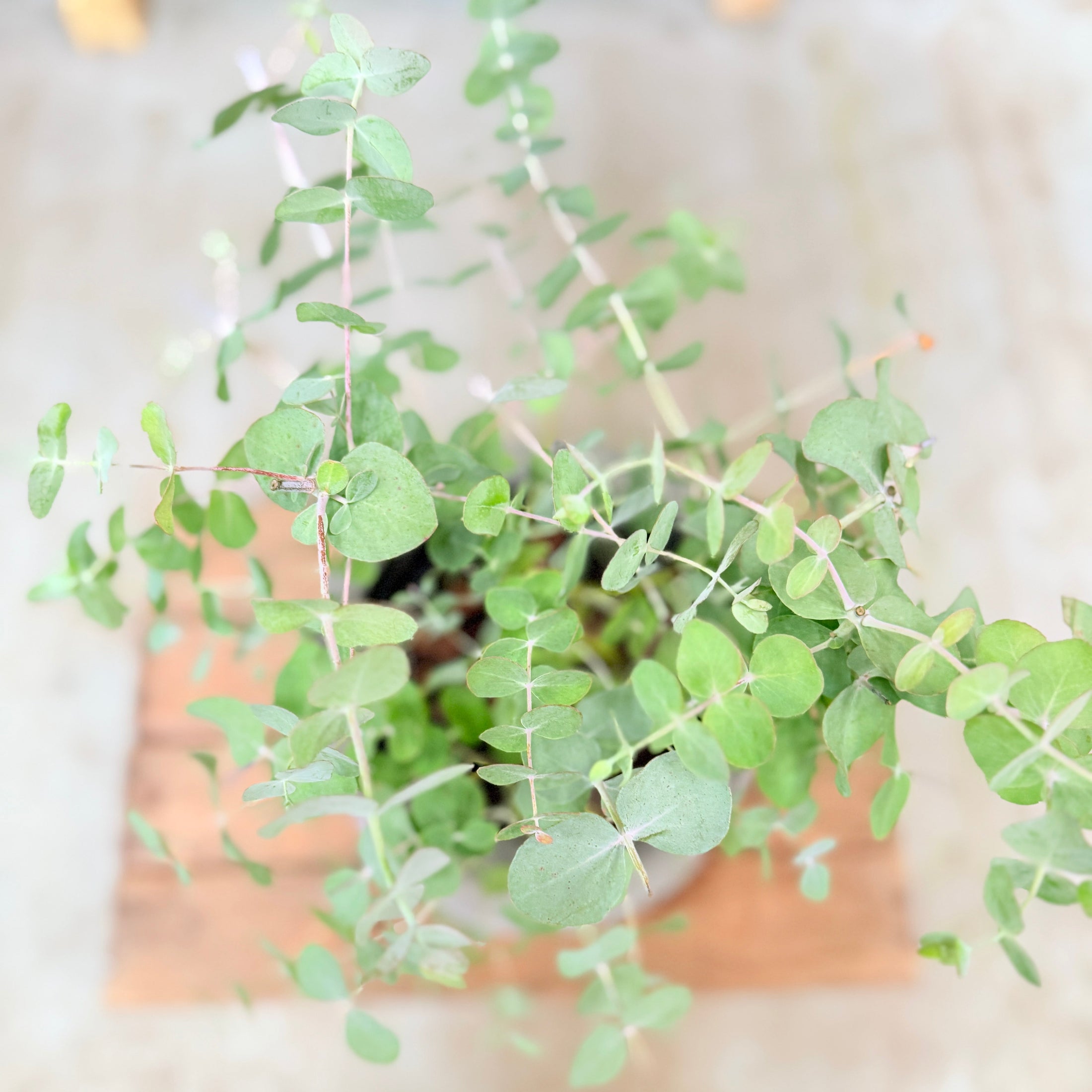 Eucalyptus (Eucalyptus gunnii) i plastpotte – 45 cm høj