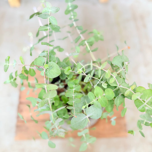 Eucalyptus (Eucalyptus gunnii) i plastpotte – 45 cm høj
