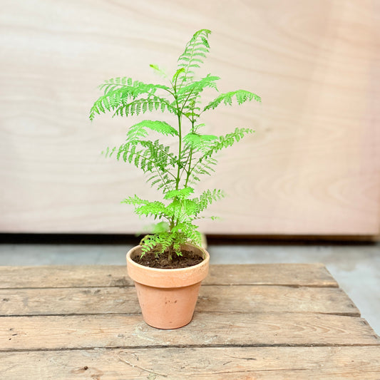 Mini Jacaranda mimosifolia i lerkrukke – 35 cm høj