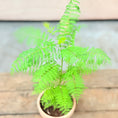 Indlæs billede i gallerivisning, Mini Jacaranda mimosifolia i lerkrukke – 35 cm høj
