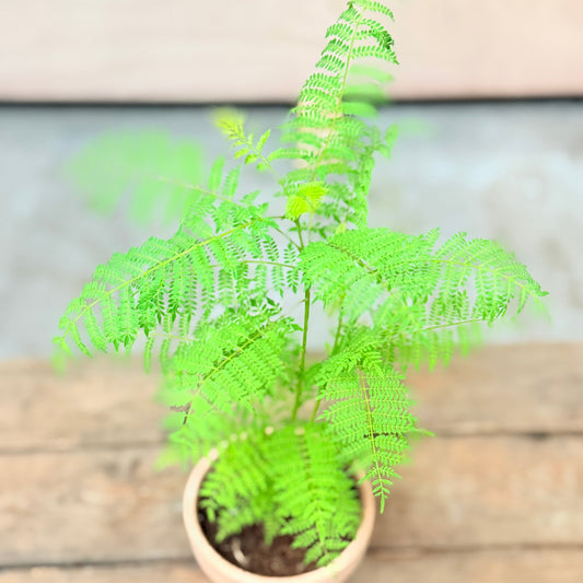 Mini Jacaranda mimosifolia i lerkrukke – 35 cm høj