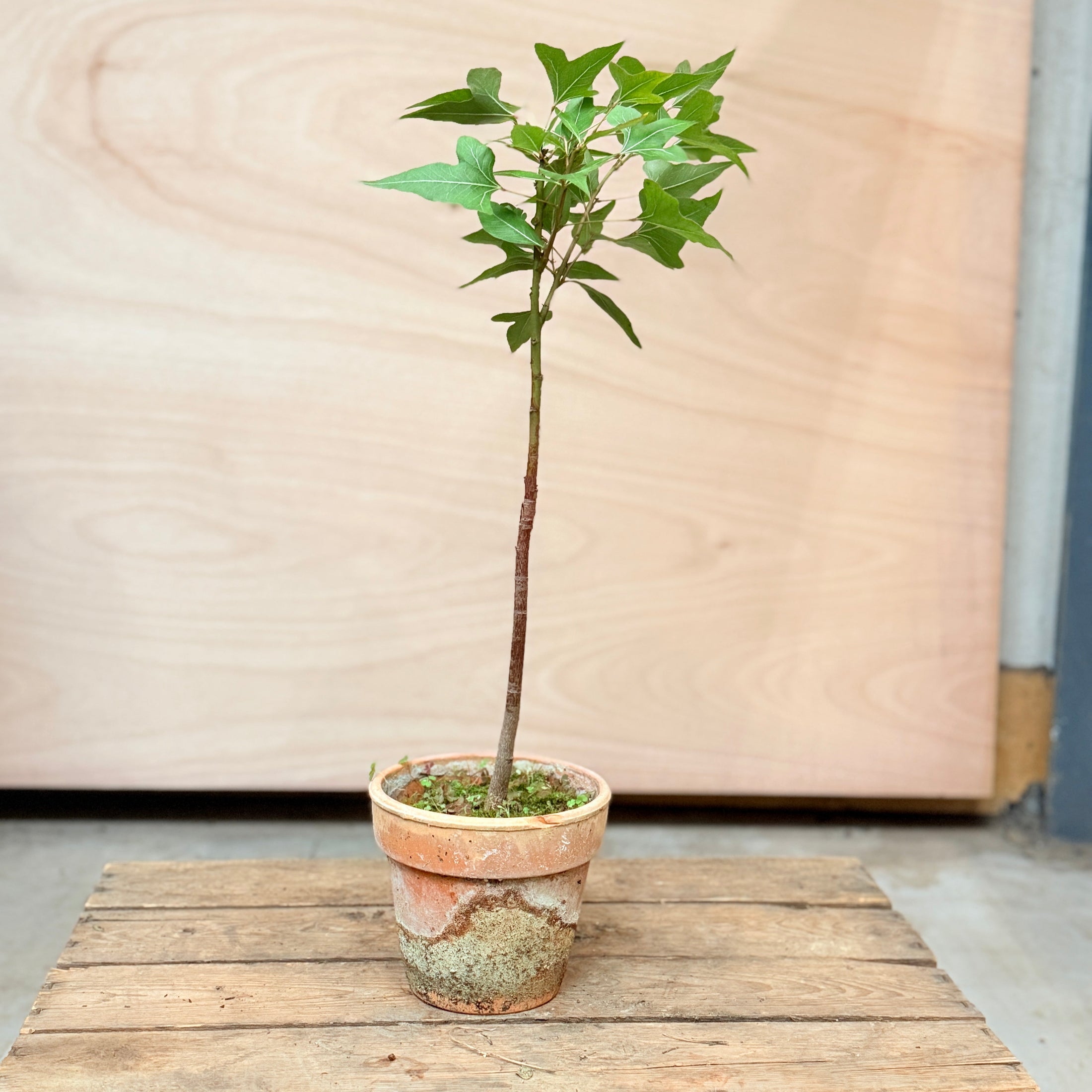 Kærlighedstræ i lerkrukke – 60 cm