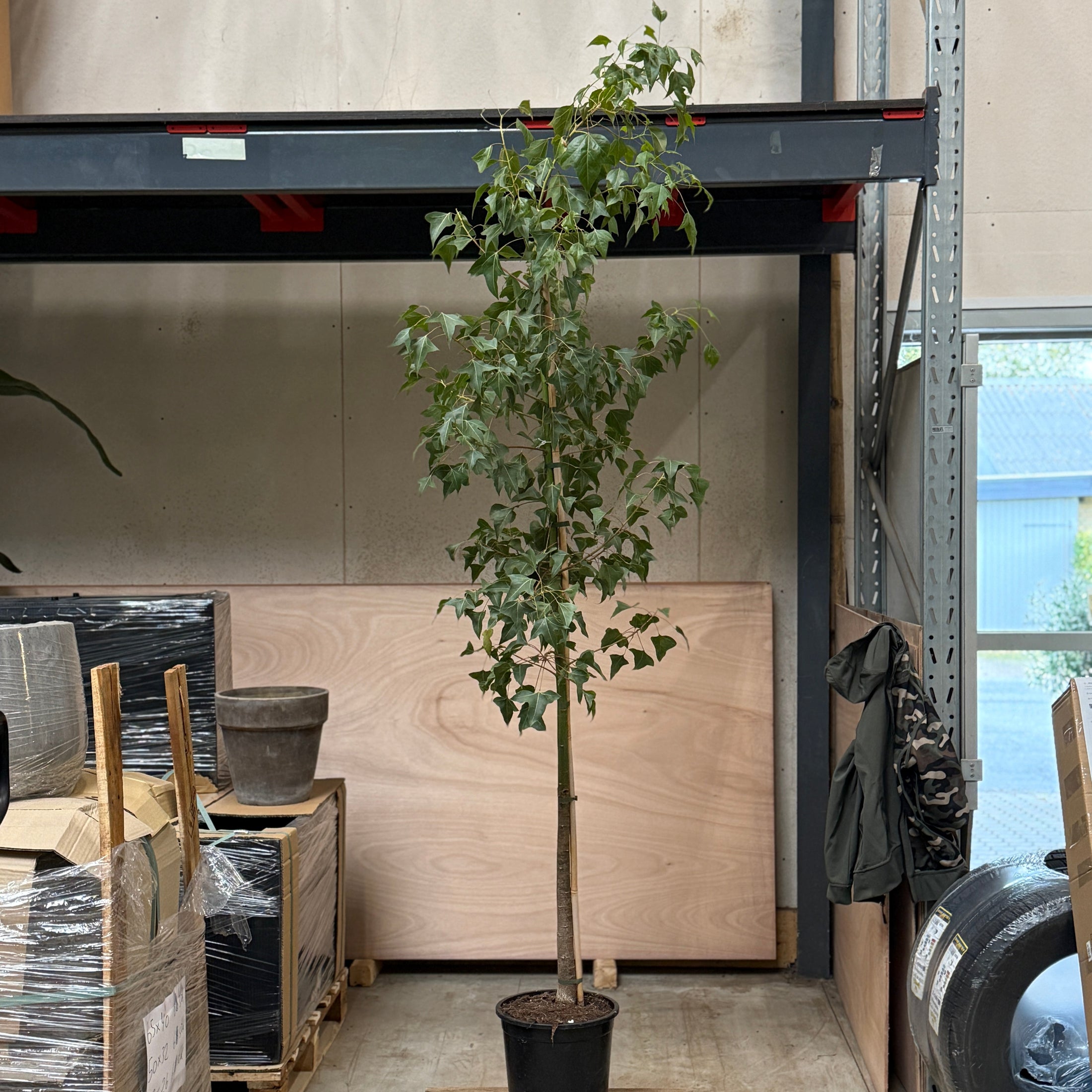 Kærlighedstræ i sort vækstpotte – 220 cm høj